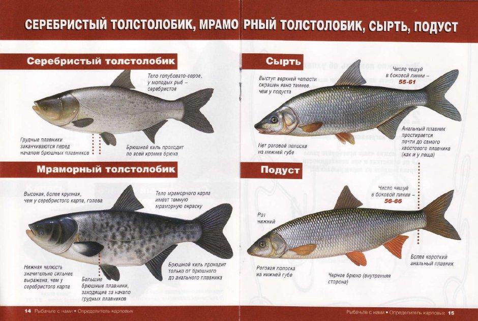 Рыба из семейства карповых