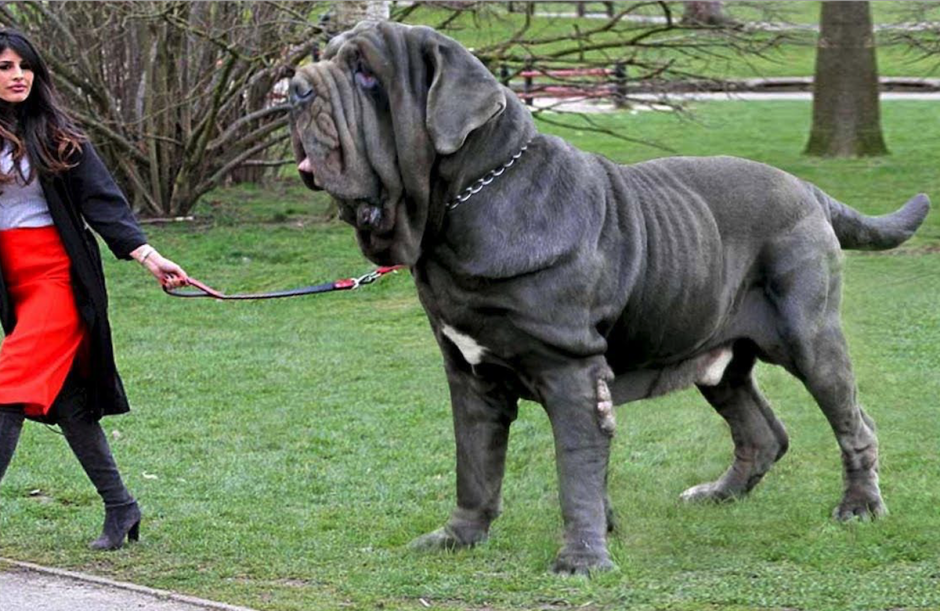 Английский мастиф