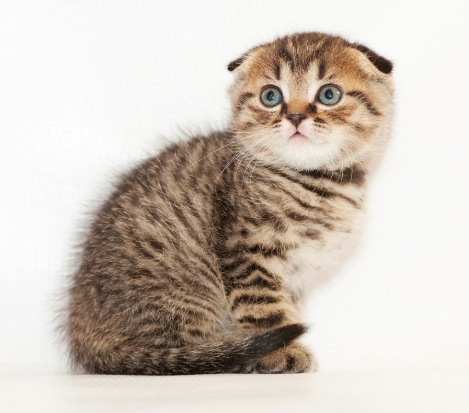 Шотландский котенок прямоухий полосатый