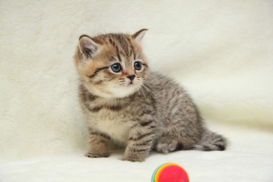Браун табби шотландский кот