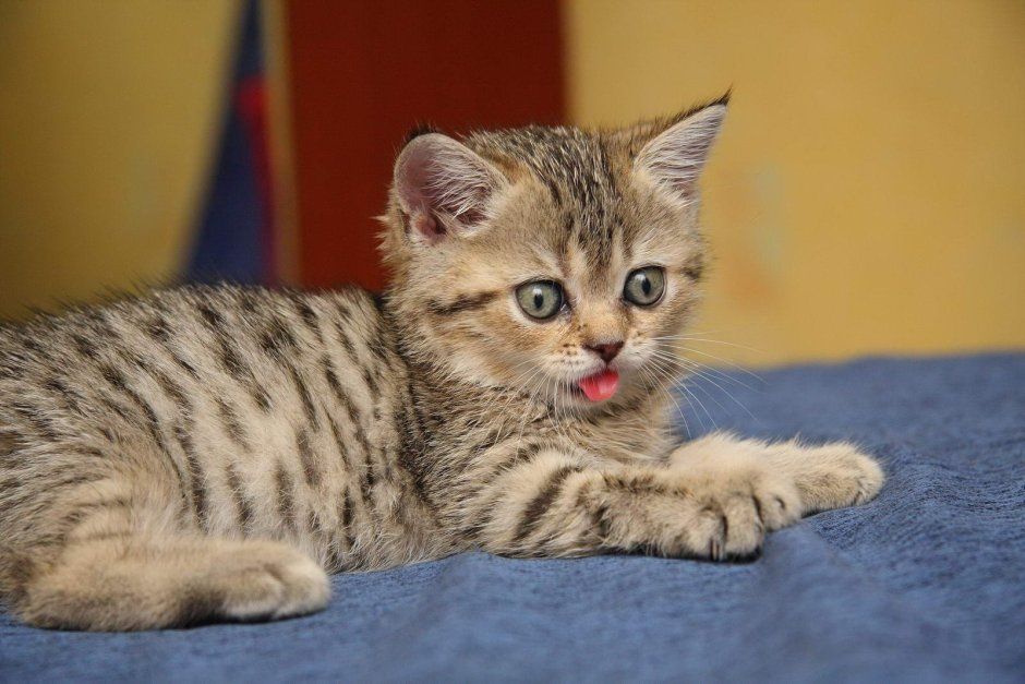 Скоттиш фолд Браун табби