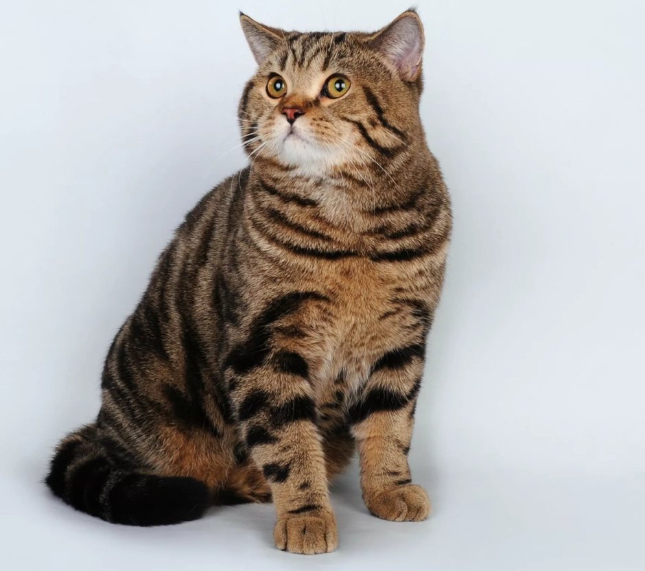 Шотландская кошка прямоухая скоттиш страйт полосатый
