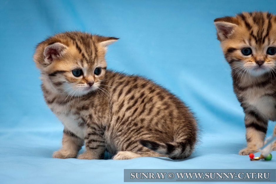 Британский короткошерстный кот полосатый