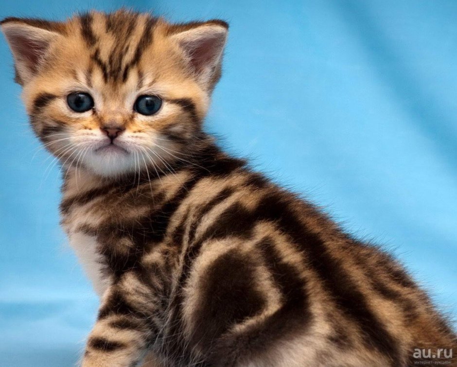 Британский короткошерстный кот полосатый