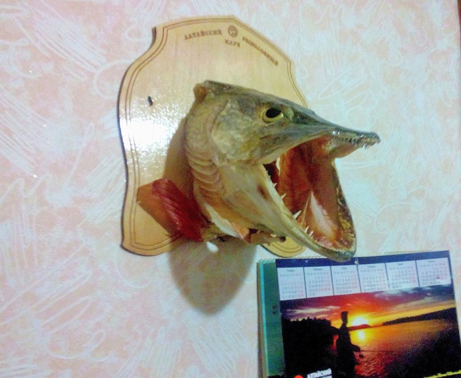 Щука вид сверху