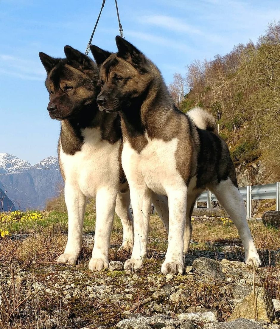Собака американская Акита