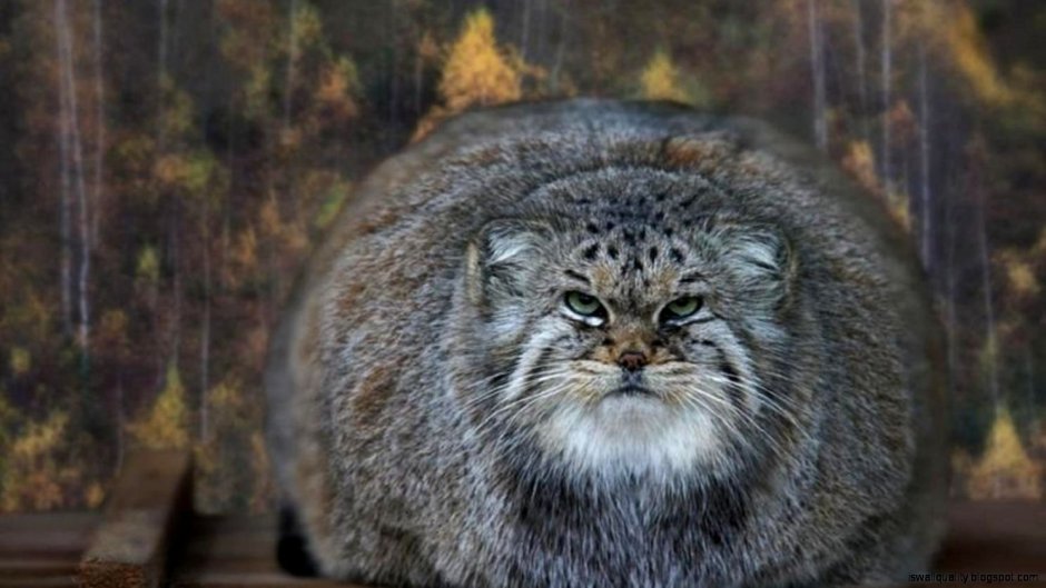 Кот Манул Новосибирский зоопарк