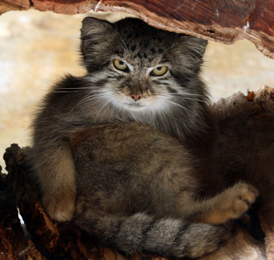 Дикий кот Манул котята