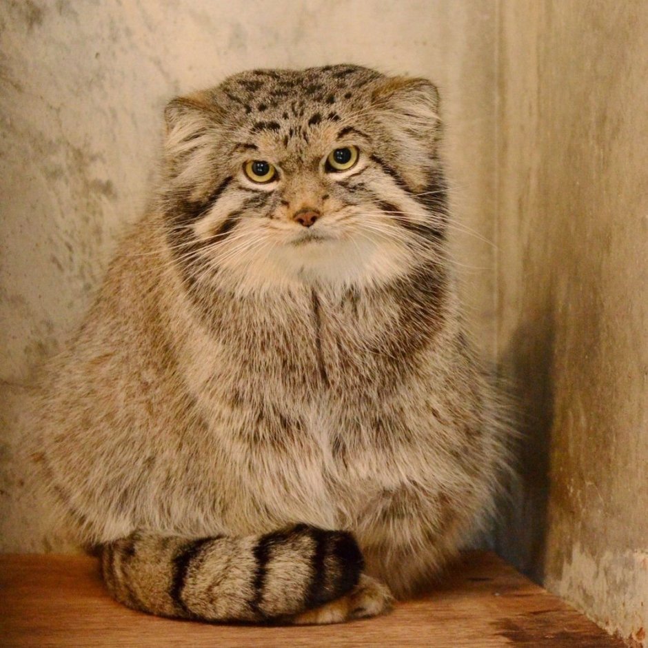 Камышовый кот Манул