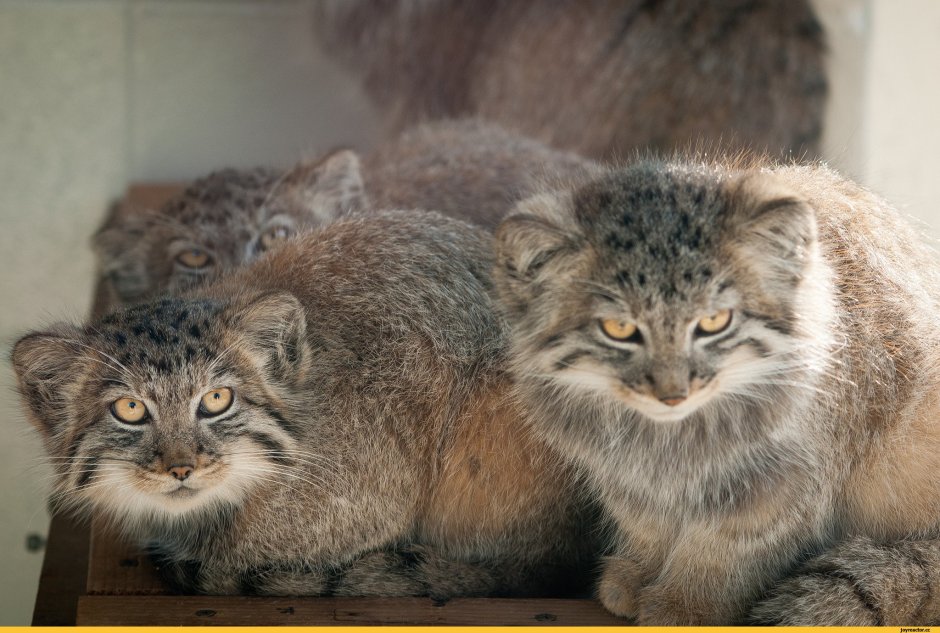 Манул президент