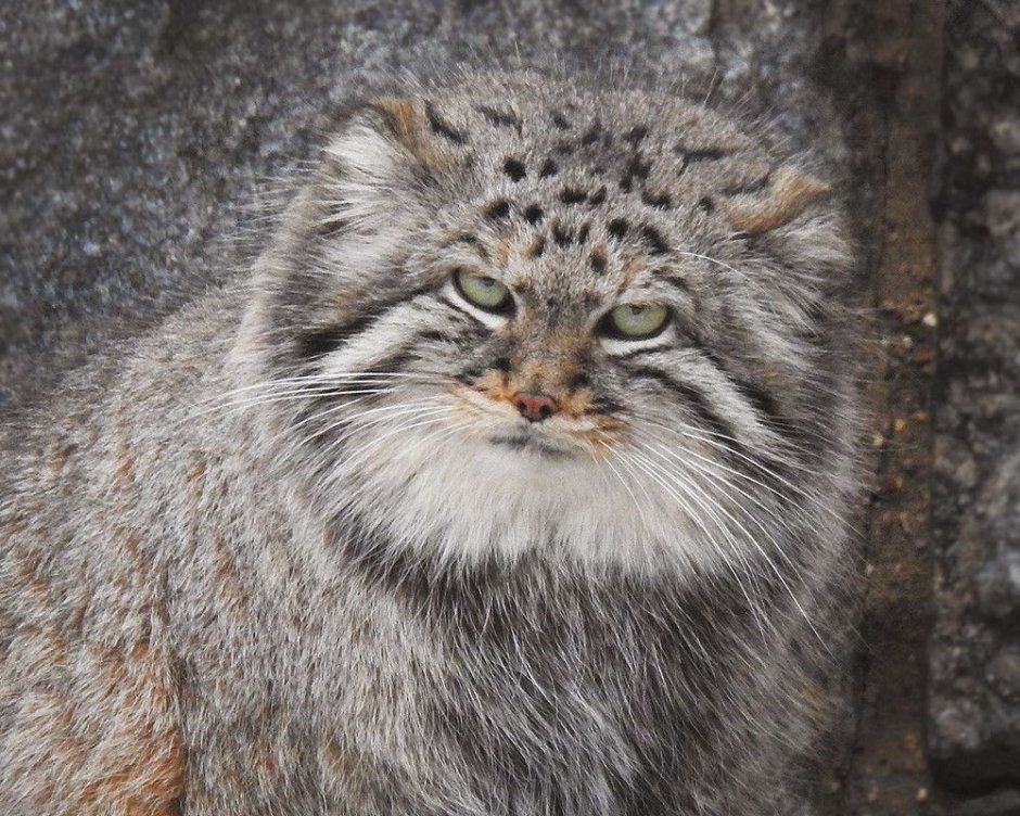 Манул малыш