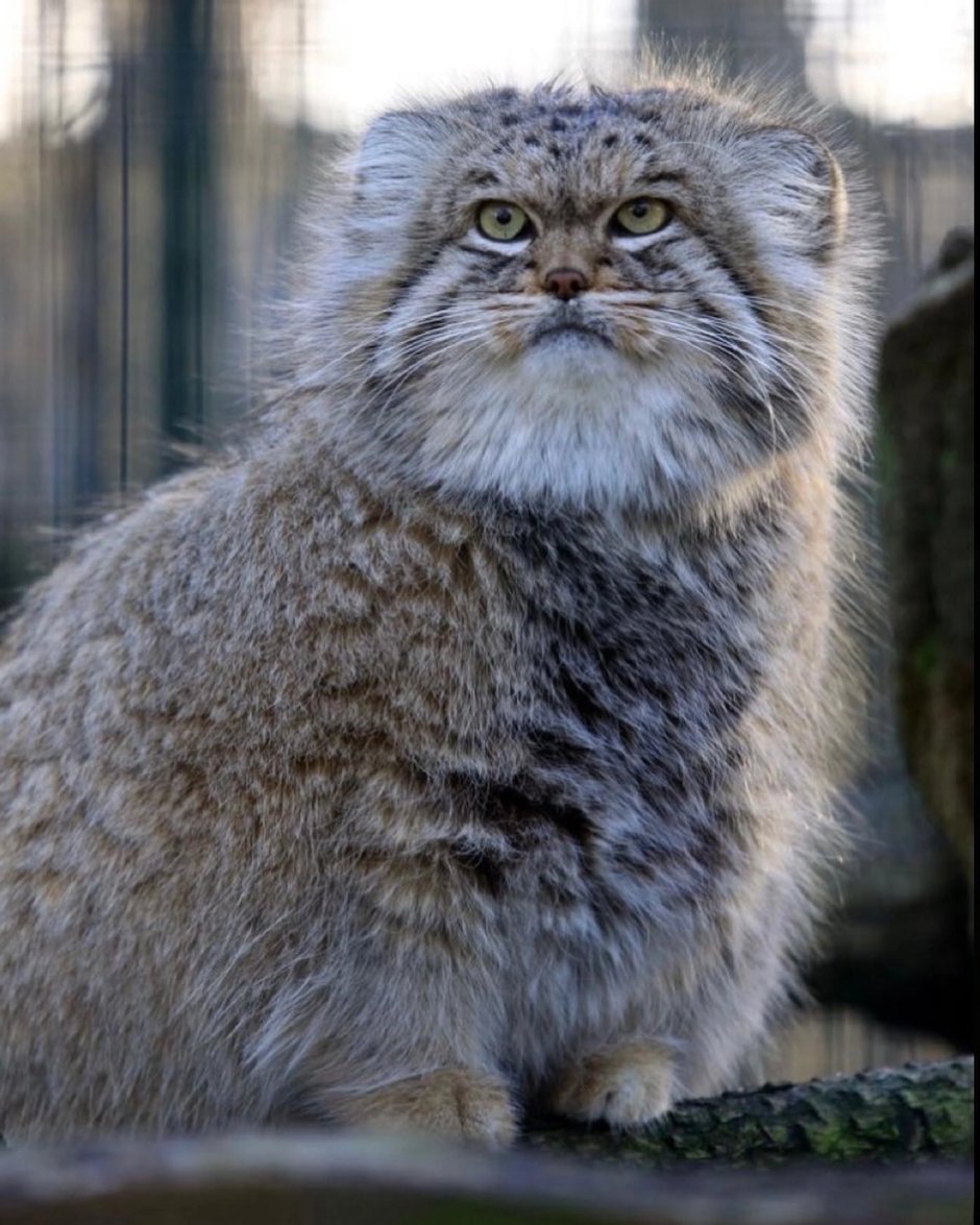 Манул и Мейн кун