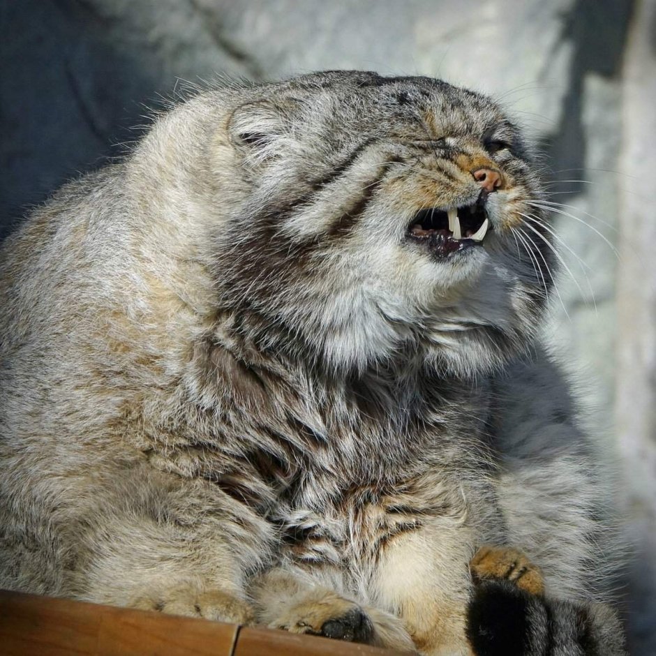 Тибетский Манул коричневый