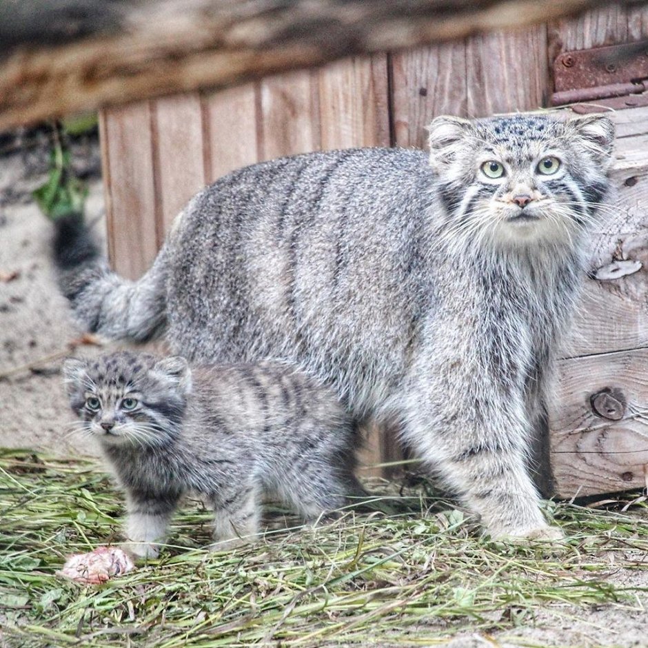 Кошки породы Манул