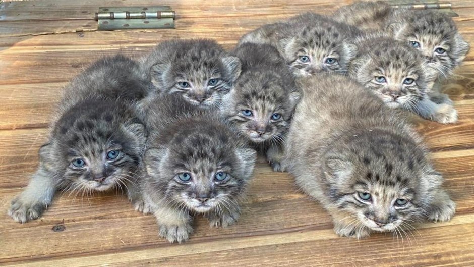 Манул самка