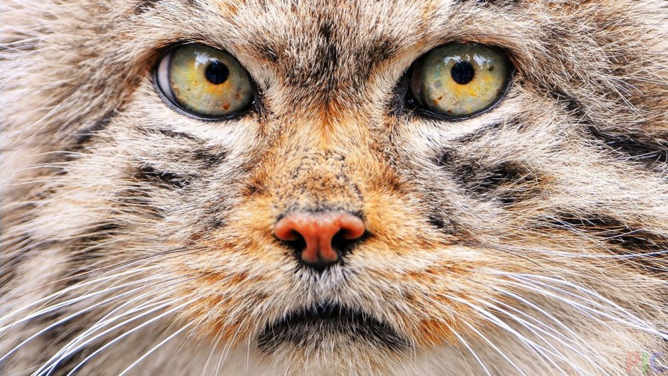 Манул и Медведев