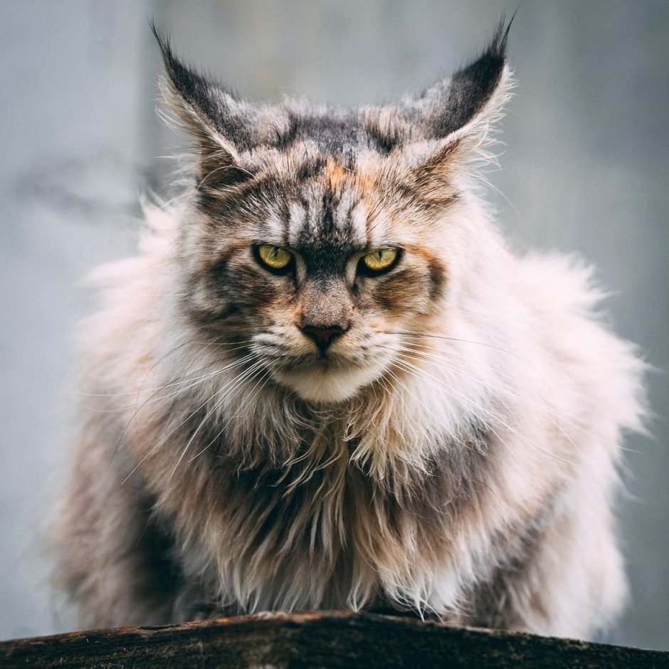 Манул и Мейн кун