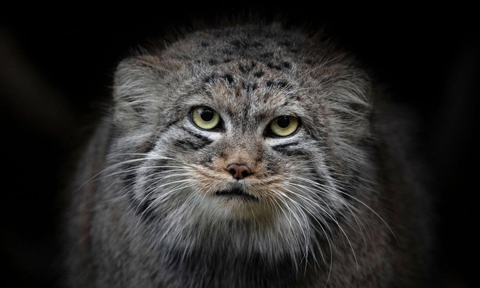 Дикий кот Мейн кун