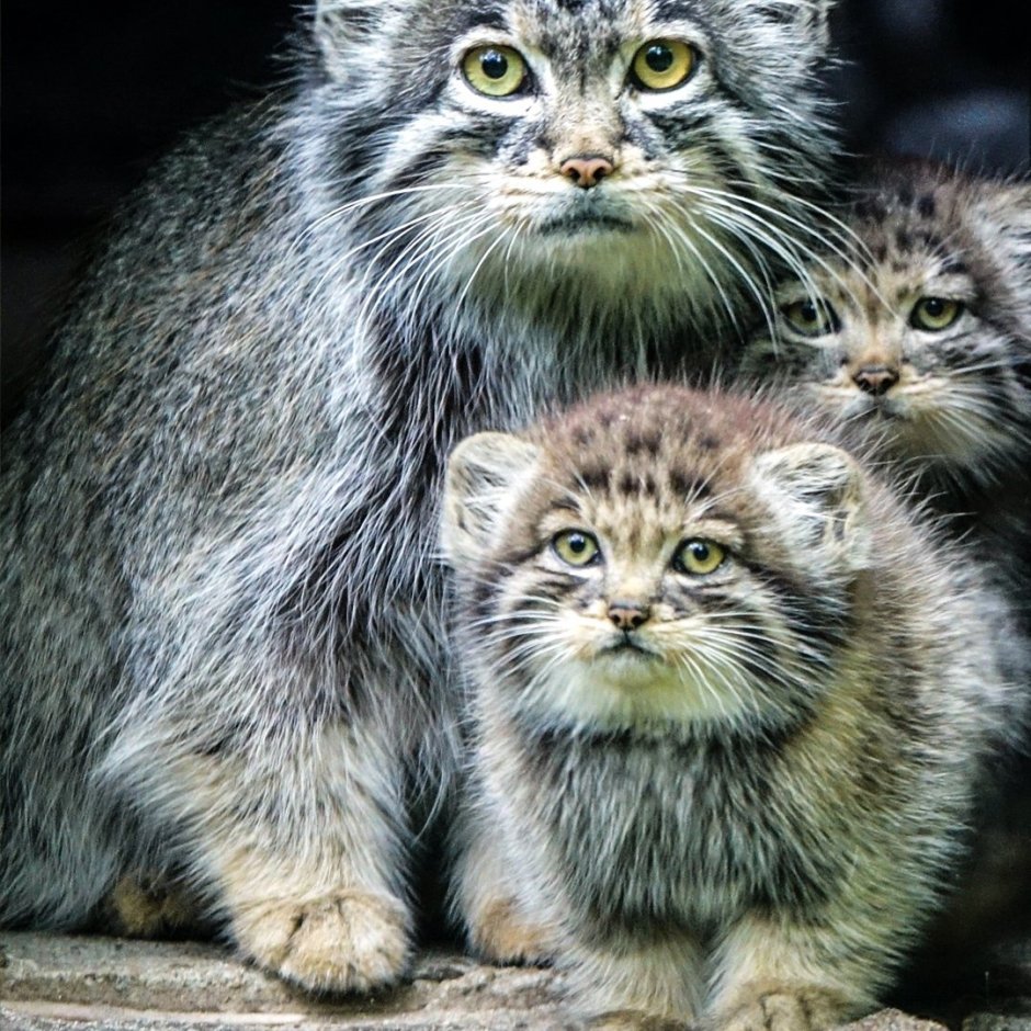 Манул помесь