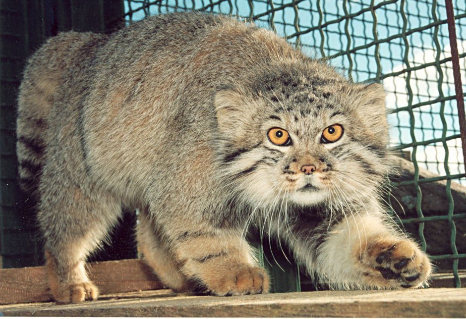 Манул пушистый