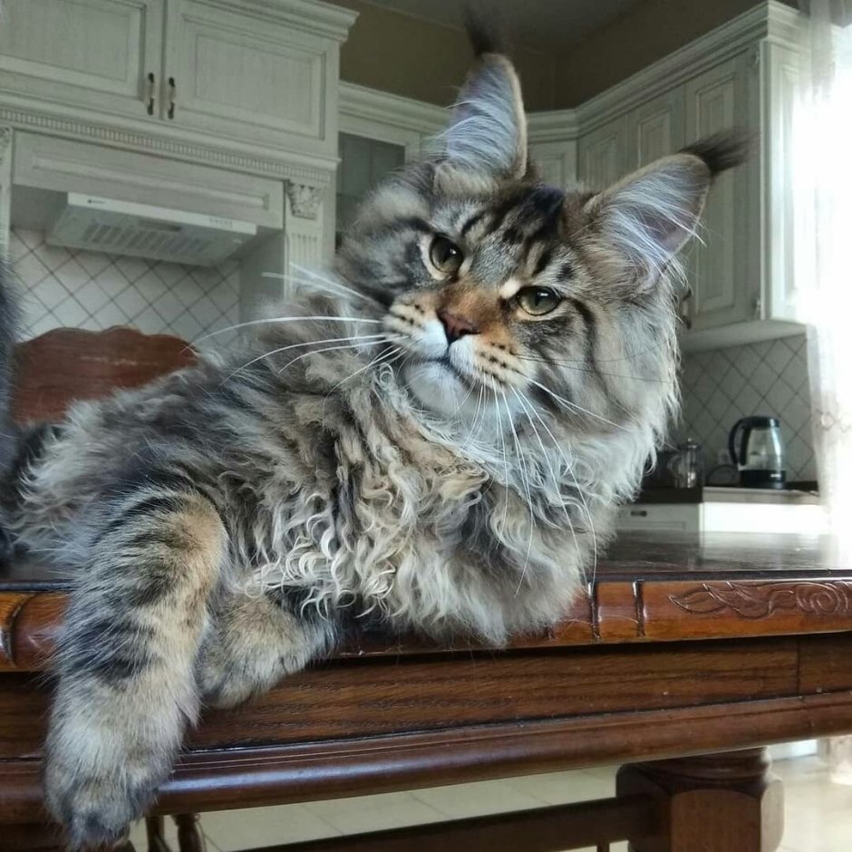 Норвежская Лесная кошка дымчатая