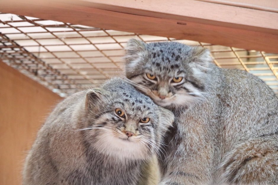 Котята рыси