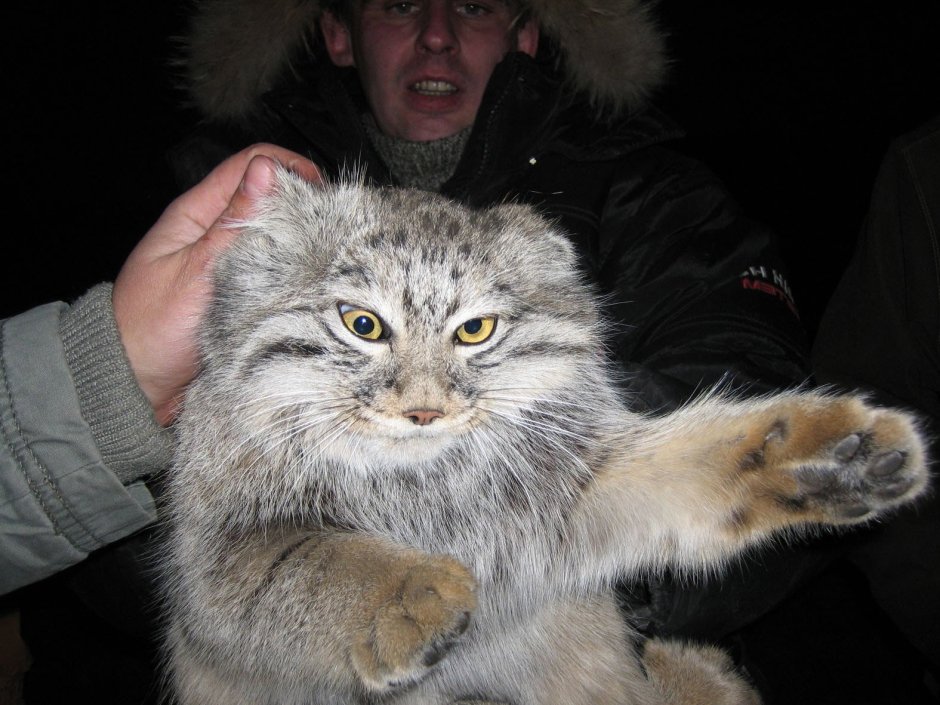 Манул смешной