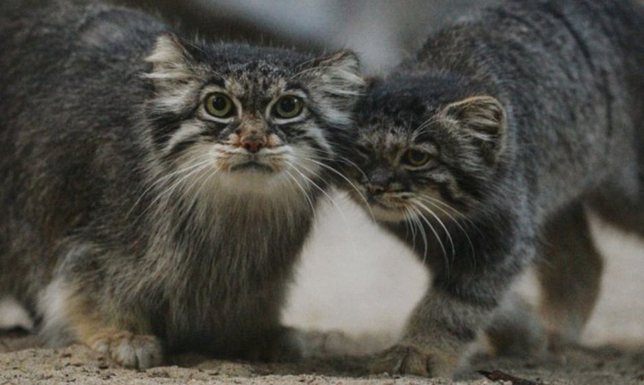 Большой кот Мейн кун