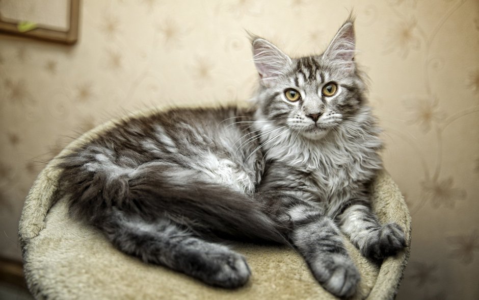 Мейн кун снежок 12 кг