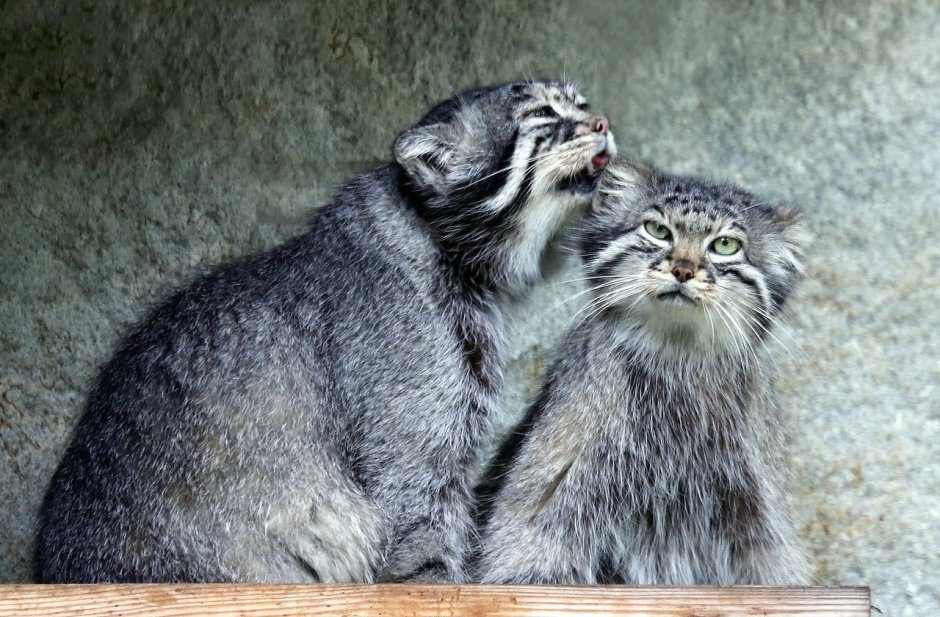 Рэгдолл и Мейн кун