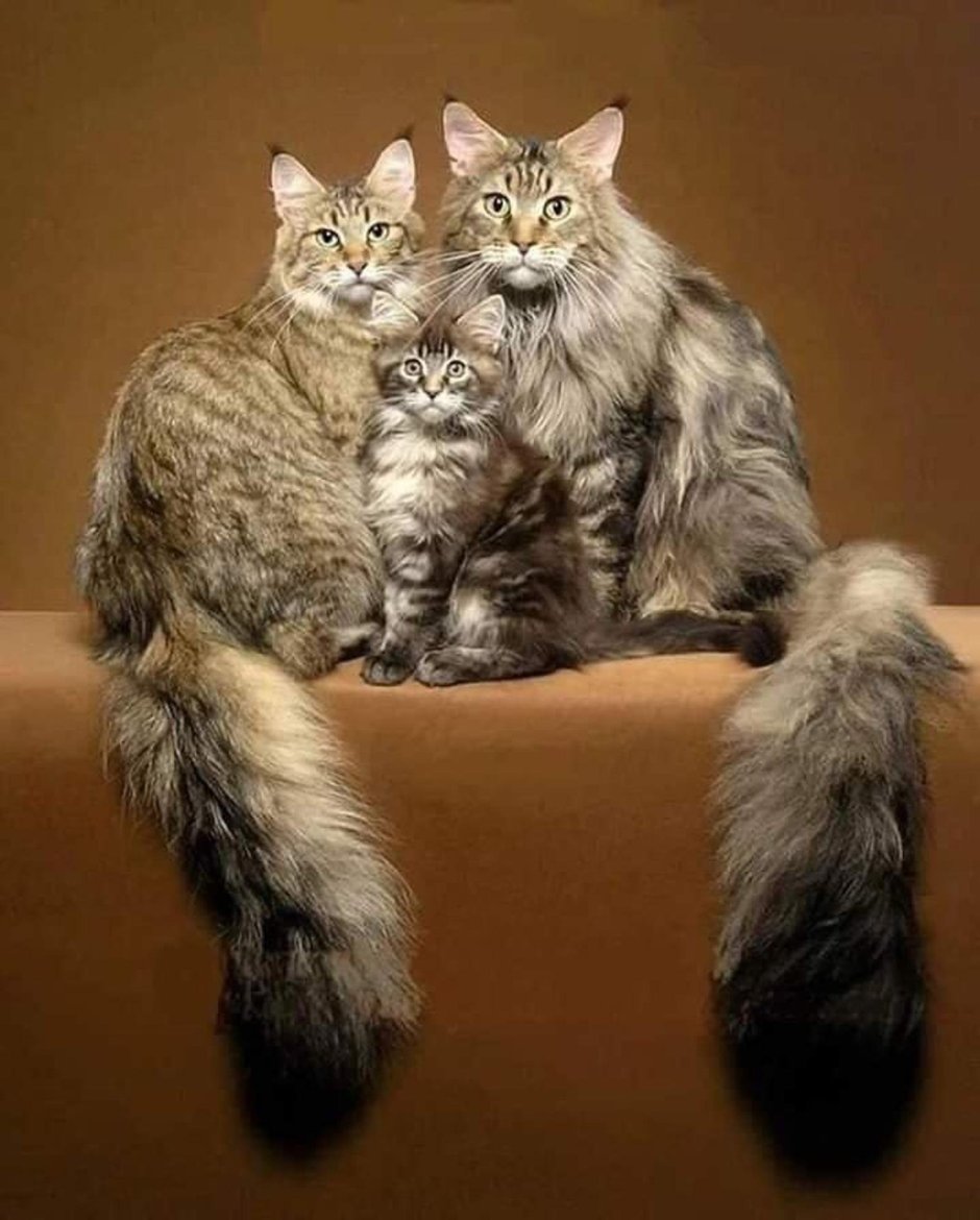 Смешные Мейн куны