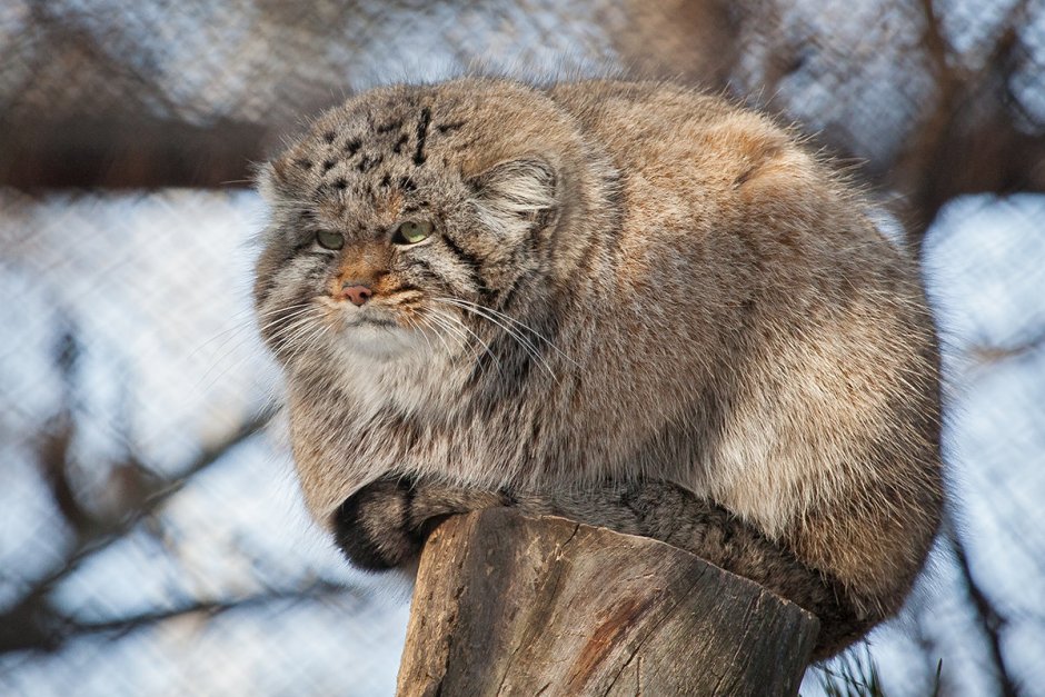 Кот Манул толстый