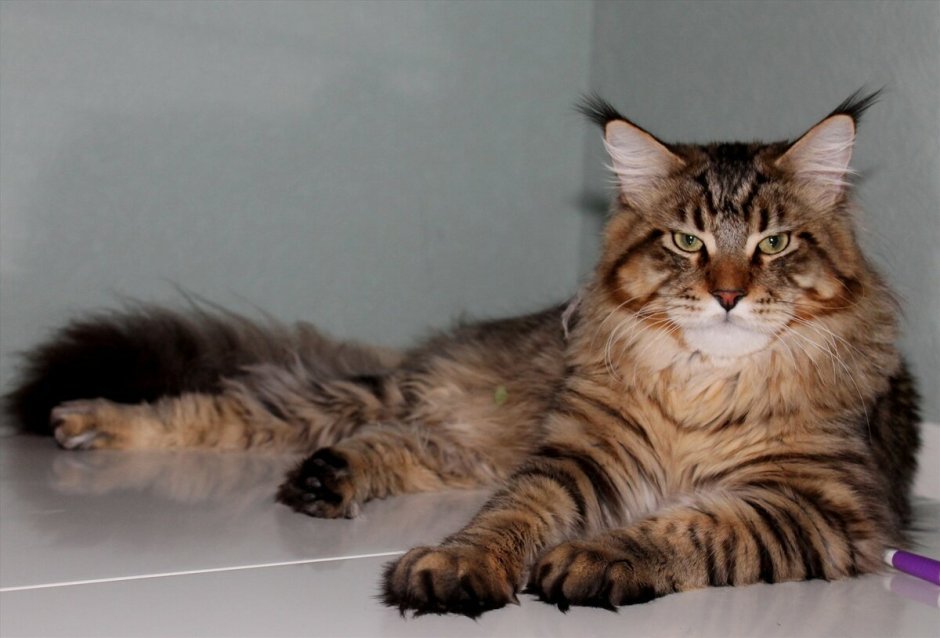 Мейн кун Паши воли