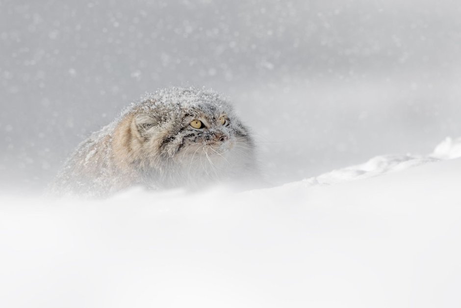 Дикий кот Манул из красной книги