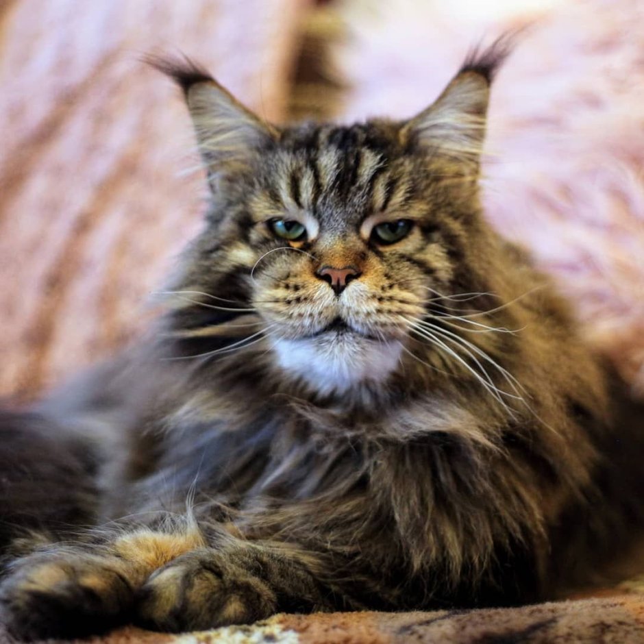 Норвежский Лесной кот