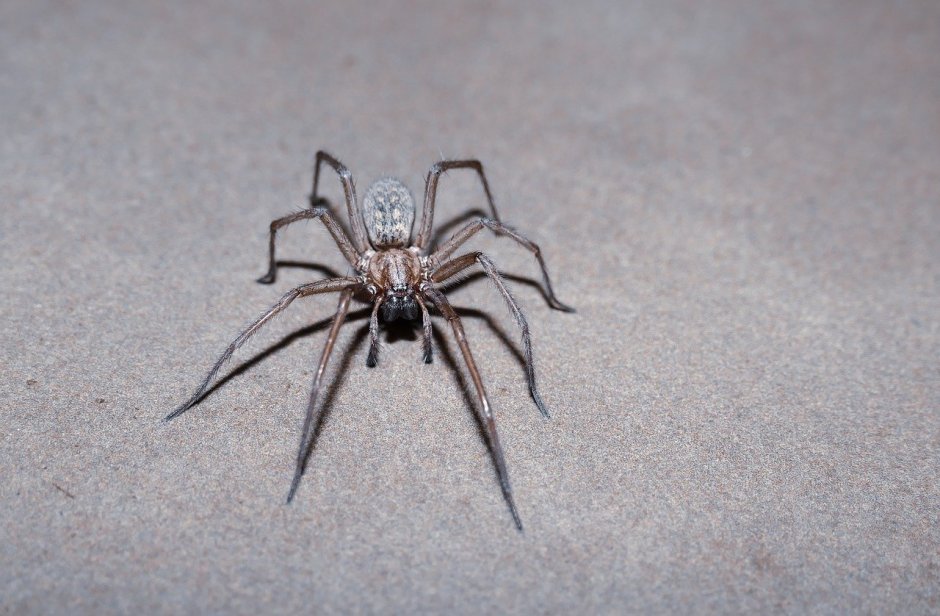 Agelenidae паук черный