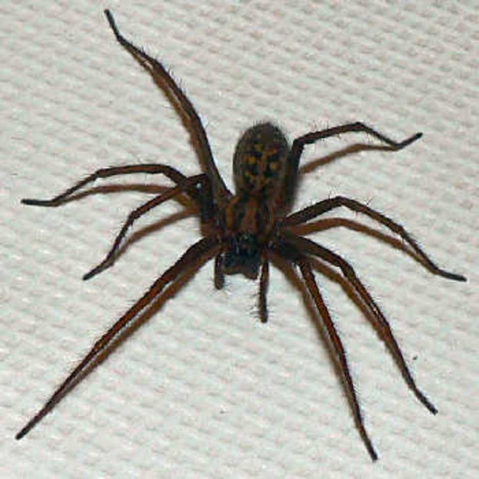 Tegenaria duellica
