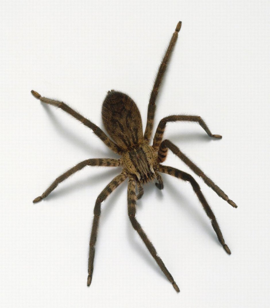House Spider паук