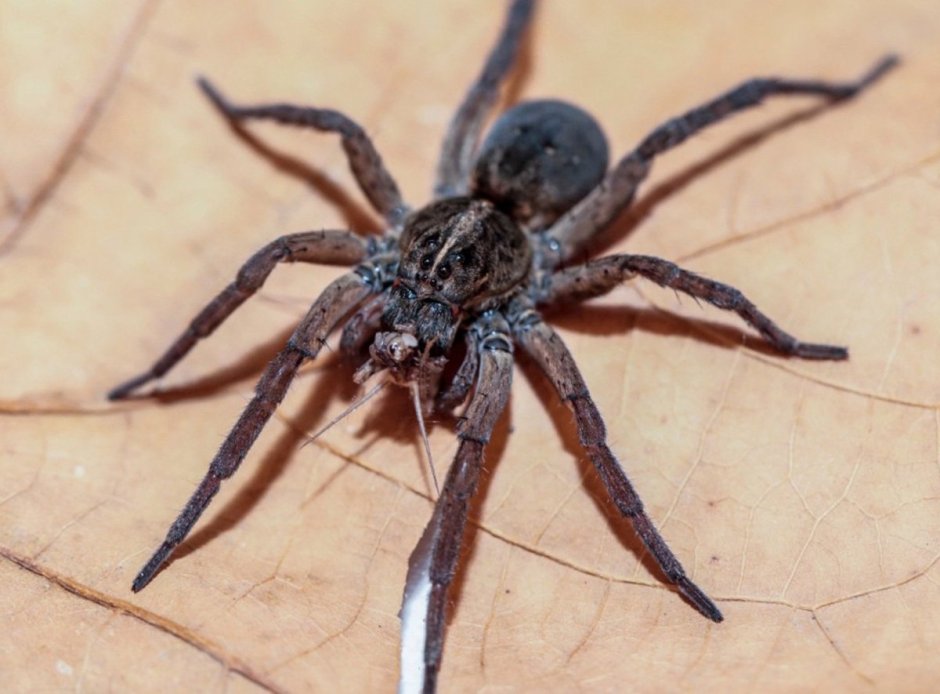 Чердачный паук (Tegenaria atrica)
