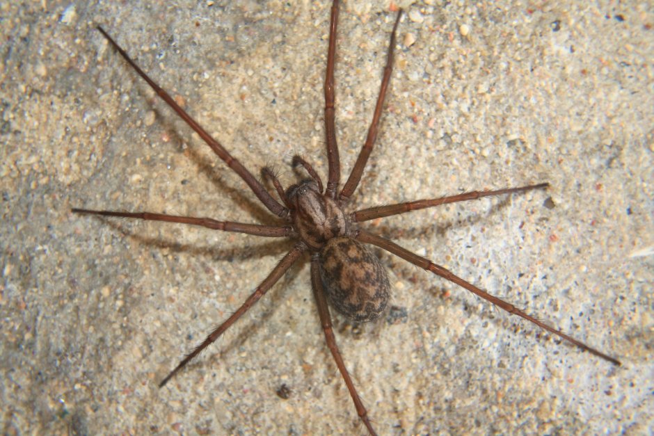 Tegenaria Agrestis