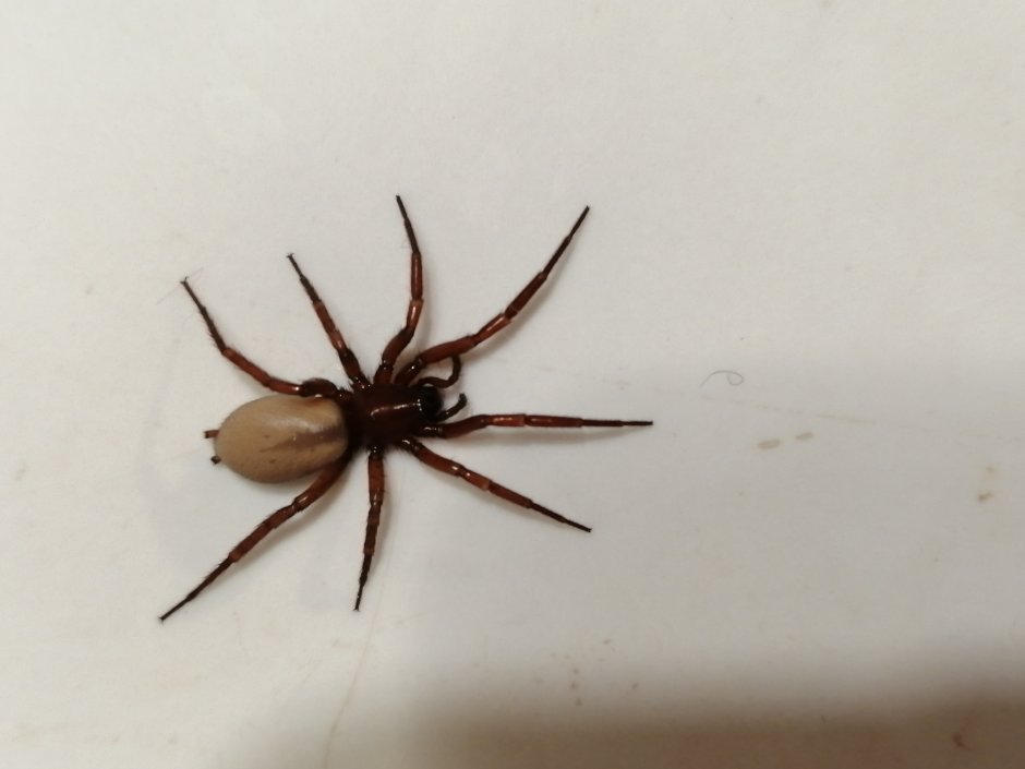 Домовый паук Steatoda grossa