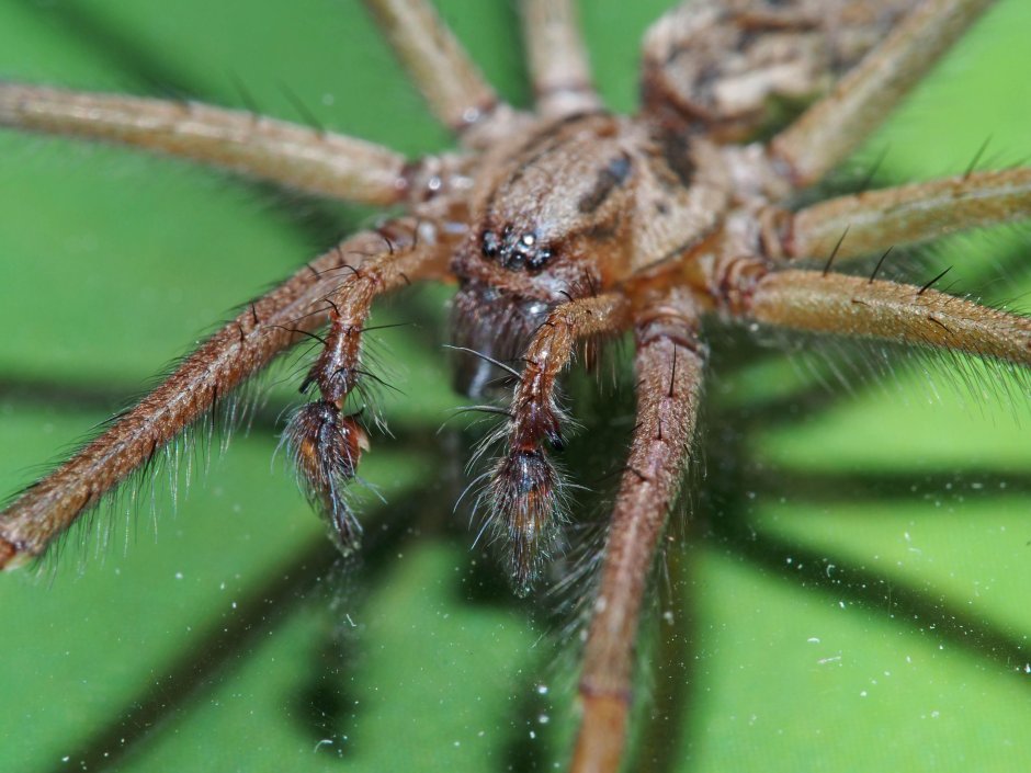 Tegenaria gigantea