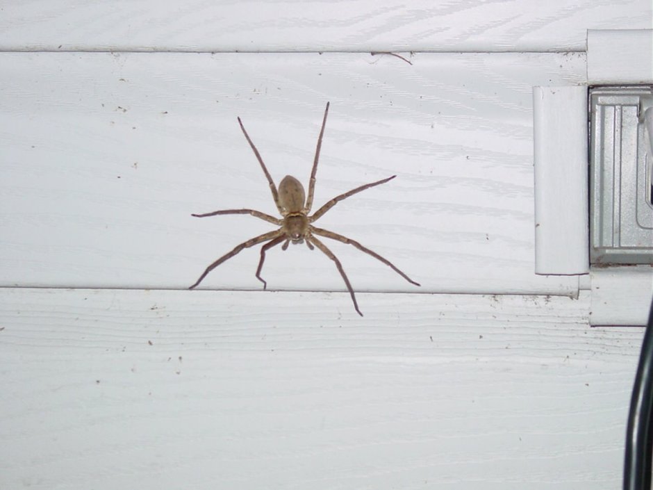 Домовой паук Tegenaria Agrestis
