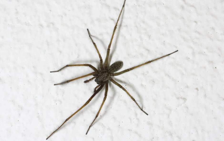 Домовой паук Tegenaria Agrestis