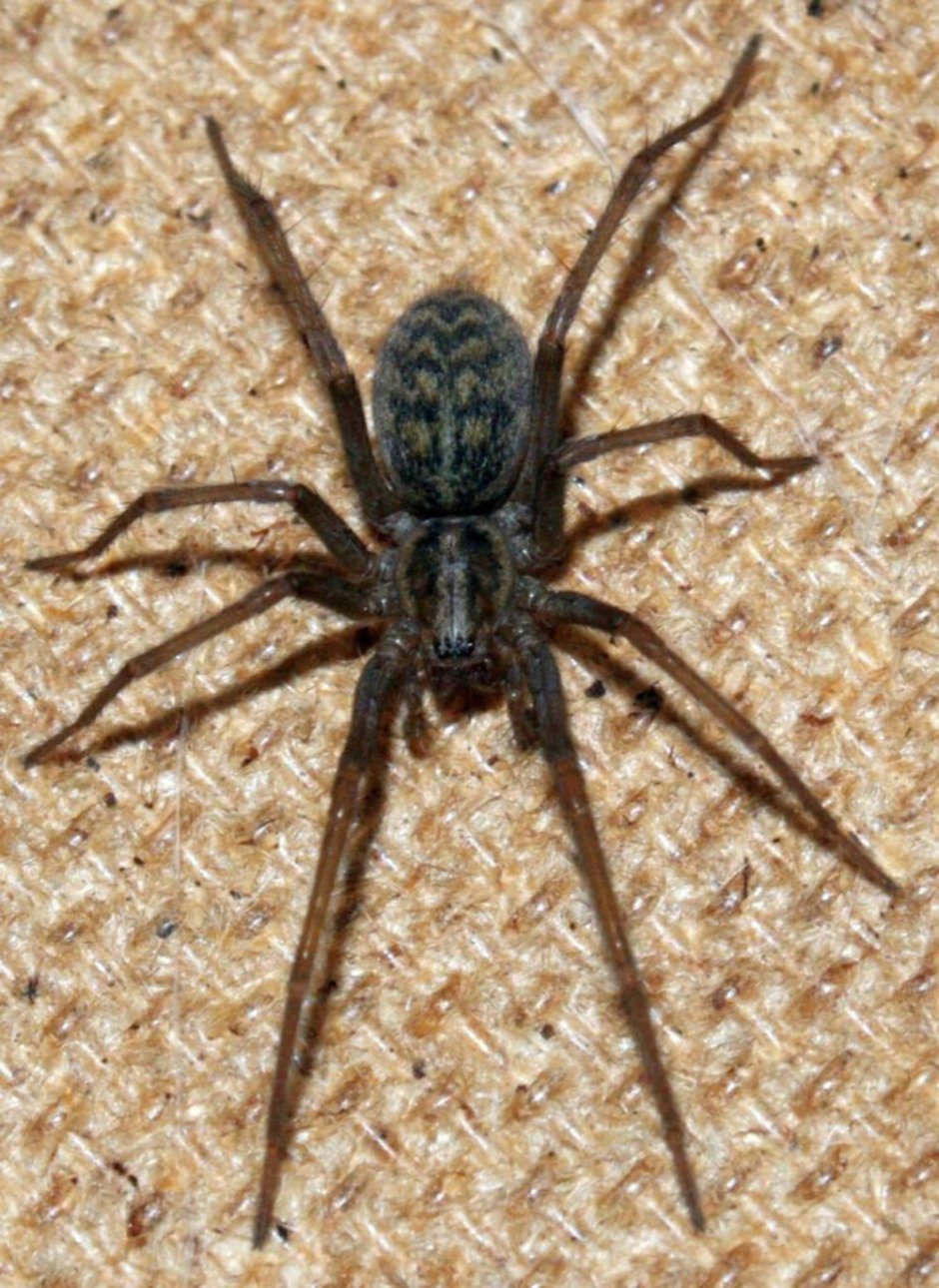Tegenaria atrica