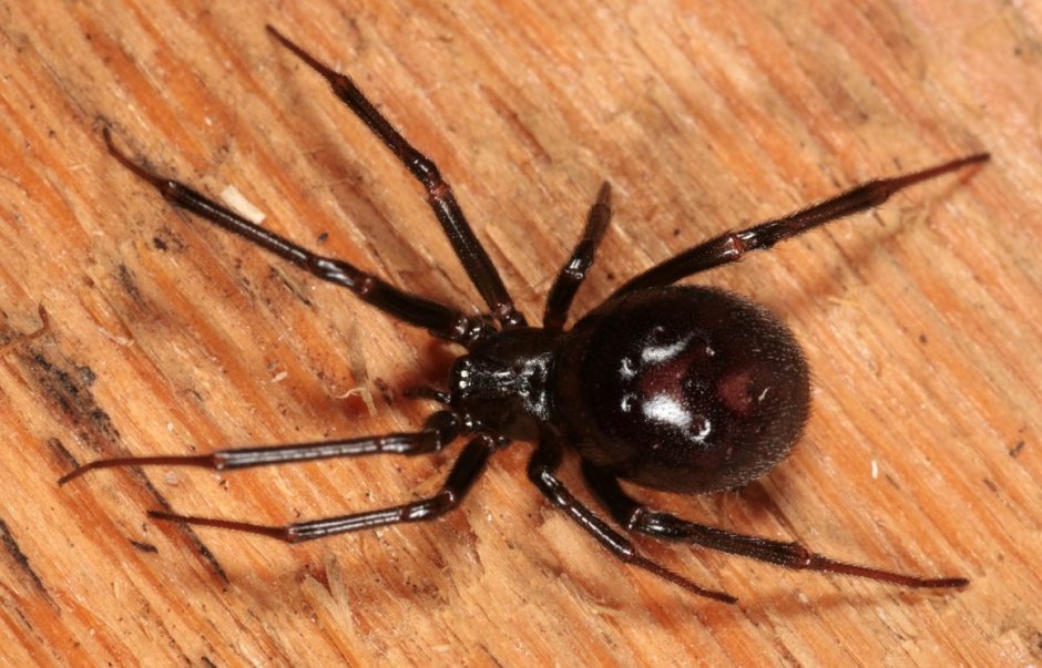 Паук Badumna insignis