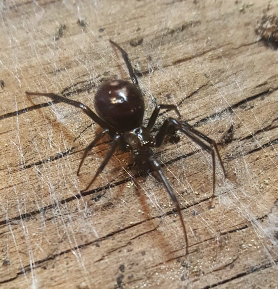 Eratigena atrica паук