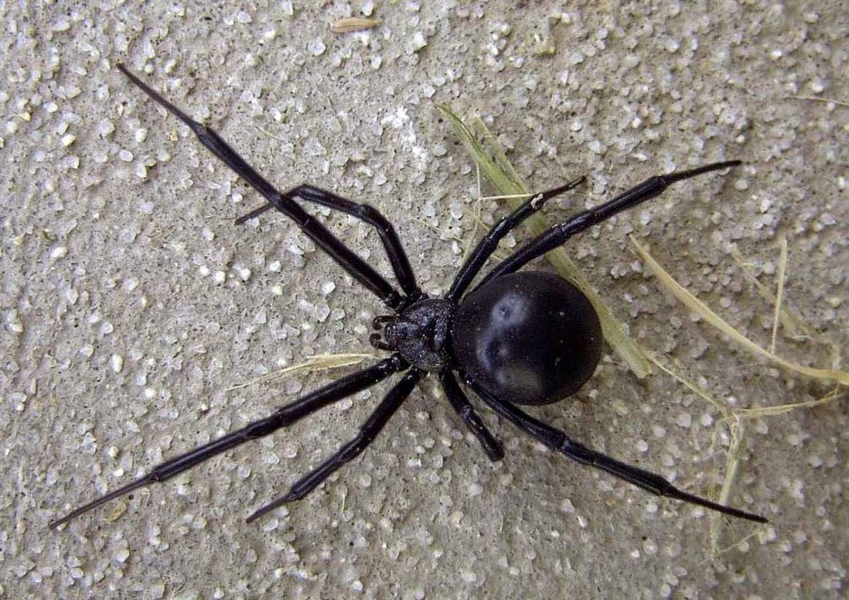 Домовой паук Tegenaria Agrestis