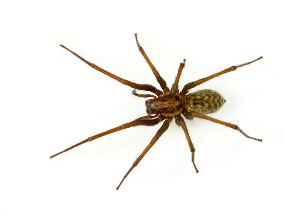 Домовой паук Tegenaria domestica черный