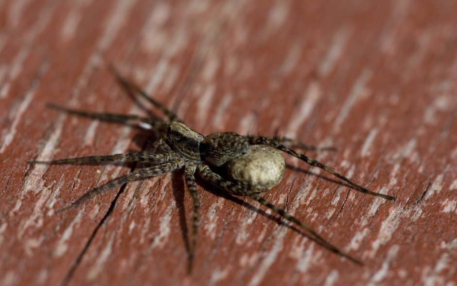 Tegenaria Agrestis паук Бродяга